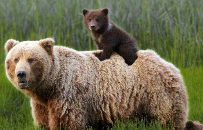 Сном по холоду: Что происходит с медведем во время зимней спячки