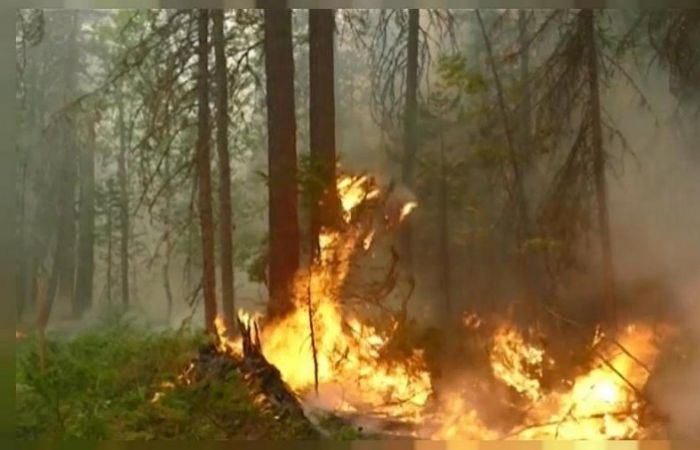 Горячее лето 2024: Эксперт разъяснил, почему РФ обречена на лесные пожары