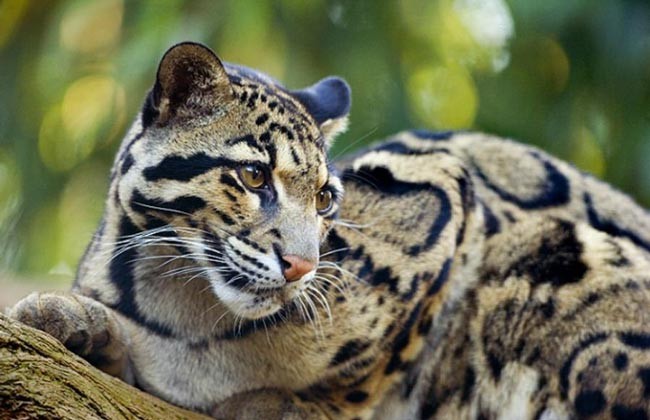 День рождения шампанского и другие праздники, которые отмечают 4 августа 2025 года