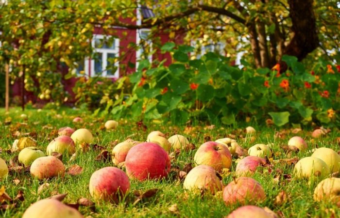 Яблочный спас 2025 года (Второй Спас) или Преображение Господне ежегодно празднуют 19 августа