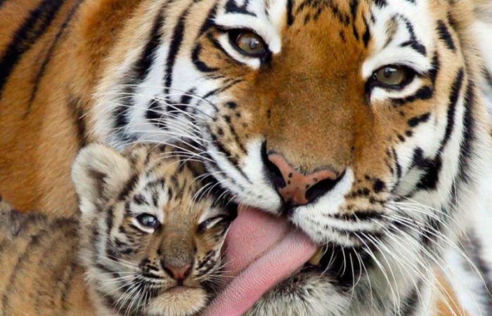 Какие праздники можно отметить 29 июля 2025 года кроме Международного дня тигра