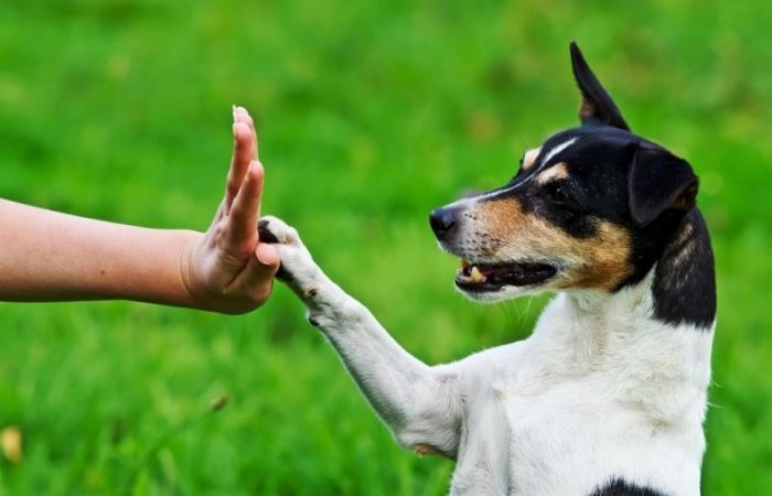 Эксперт назвал, какие инфекции человек может подхватить от своей собаки