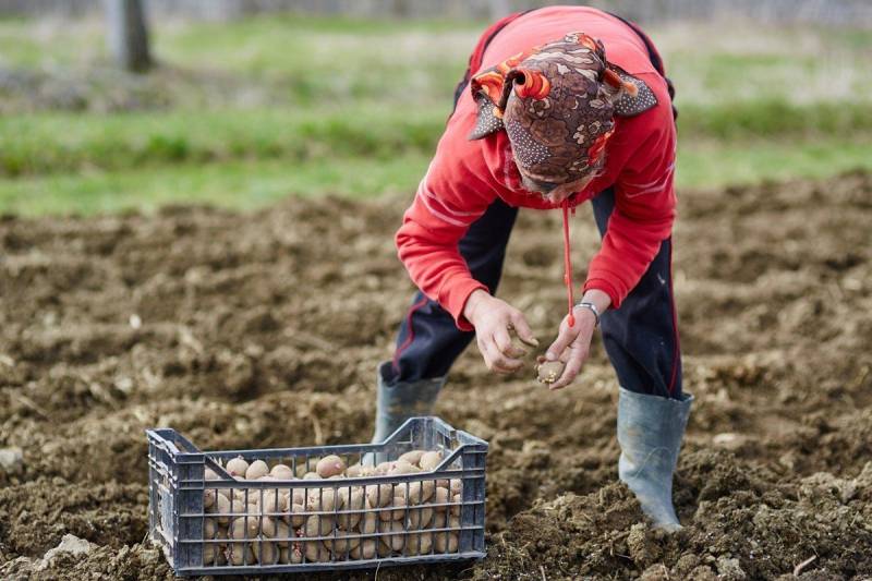 7 sazhat kartoshku Можно работать в вербное воскресенье на огороде