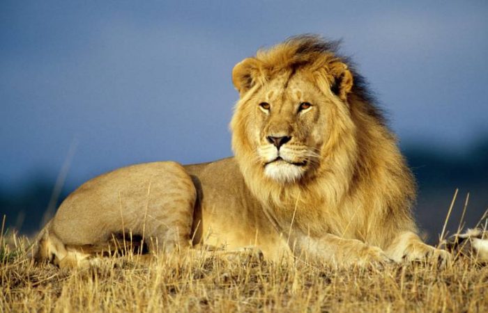 Всемирный день царя зверей и другие праздники, которые отмечают 10 августа 2025 года