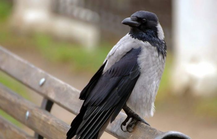 Смерть фюрера: Как и почему правда о Гитлере скрывалась до 25 октября 1956 года