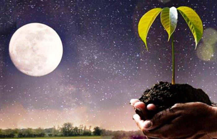 Что сеять в ноябре: рекомендации для комнатных и грунтовых растений