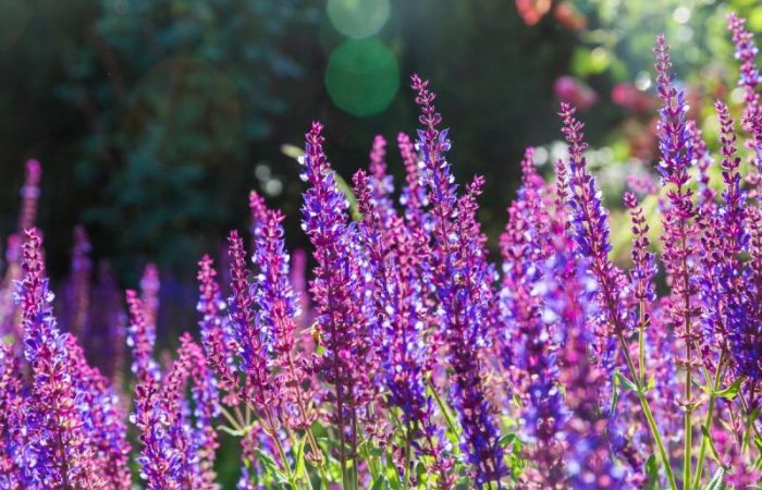 Начните выращивать эти 6 трав сегодня, чтобы наслаждаться свежестью весной