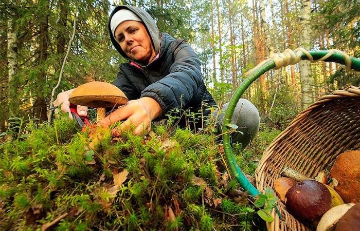 Грибная тюрьма: за какие дары леса в 2026 году посадят на 8 лет