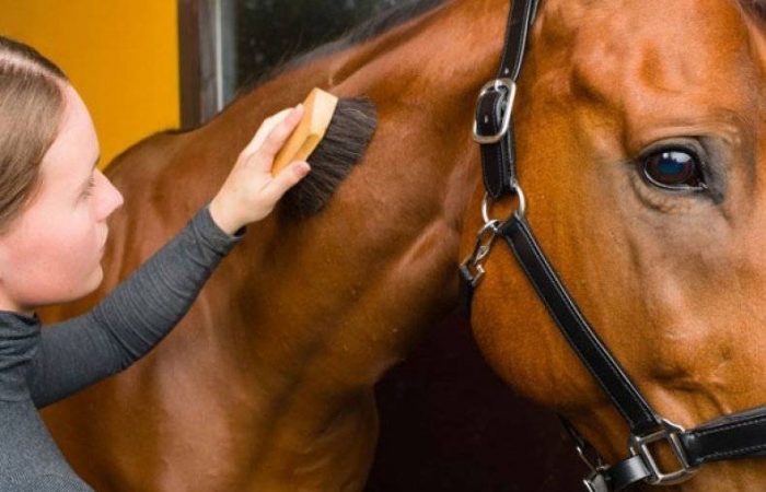 Китайский гороскоп: как год Огненной Лошади повлияет на судьбы 5 животных?