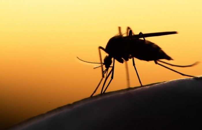 Приметы, поверья и запреты на 26 мая 2024 года подскажут, что предвещали комары