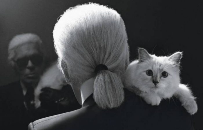 Международный день кошек и не только отмечают 8 августа 2025 года