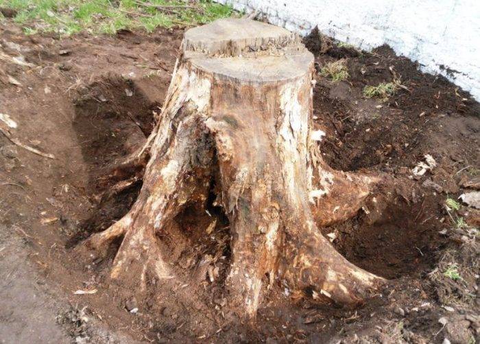 Способы убрать пень после спиленного дерева без выкорчевки