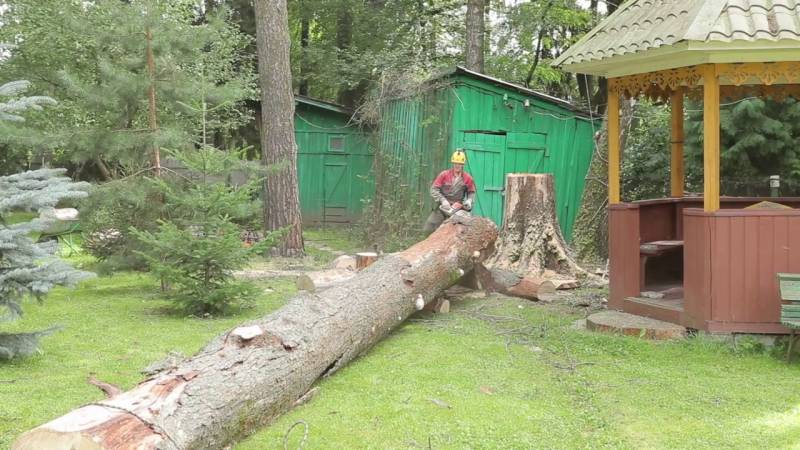 Как обыграть спиленное дерево на даче фото