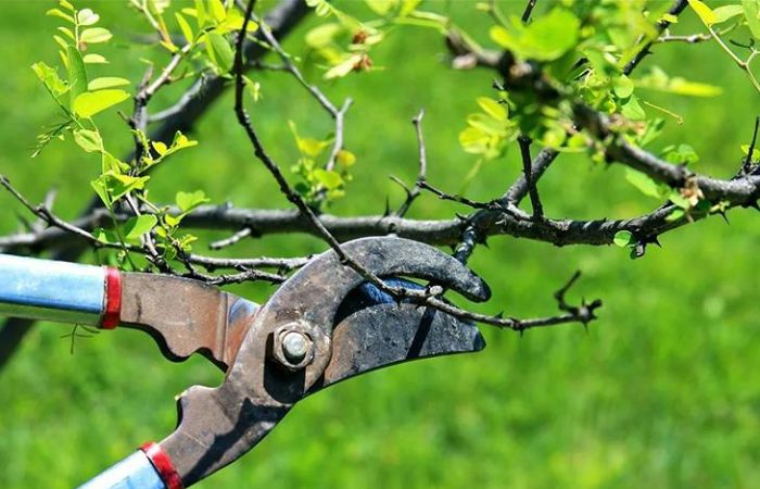 Забота за любимцем: эксперт подсказал, чем обработать деревья весной в саду от болезней и вредителей