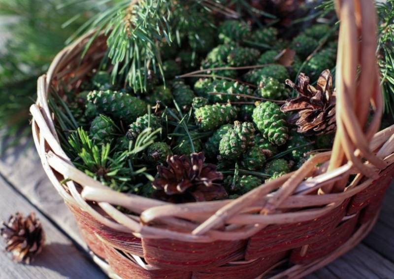 Интересный рецепт варенья из сосновых шишек, простой и вкусный.jpg