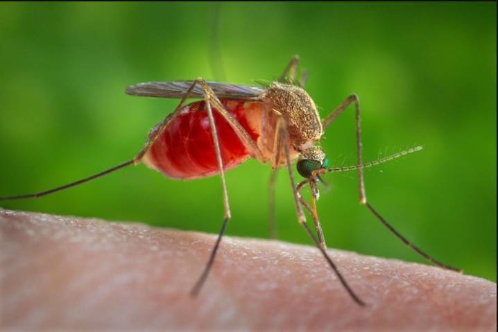 Как сделать эффективные средства от комаров в домашних условиях, самое .