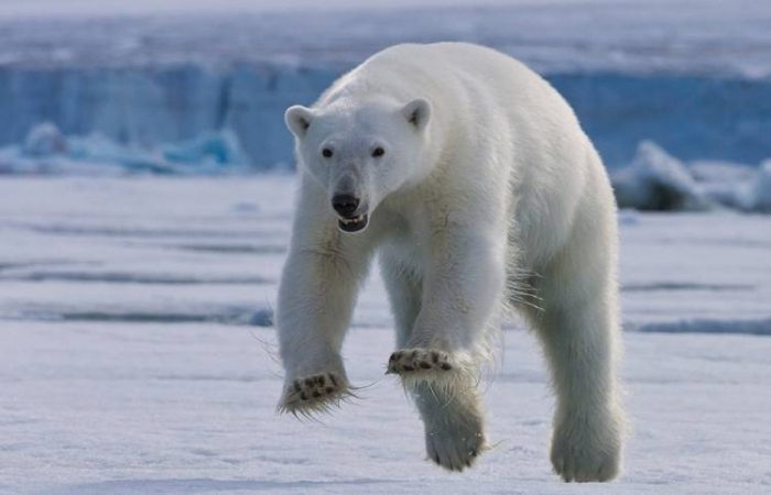 Какой праздник сегодня, 27 февраля 2024 года: День Сил специальных операций РФ и международный день полярного медведя