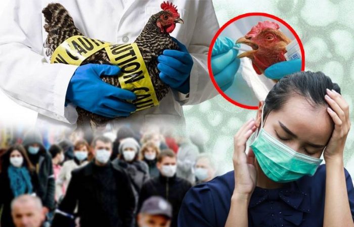 Птичий грипп: угроза мутации в смертельный вирус для человека