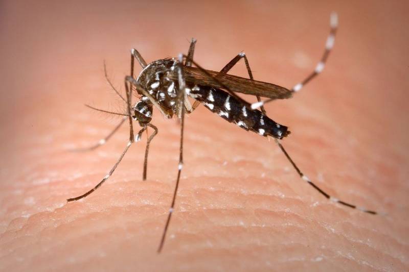 СПИД, Эбола и гепатит В: в МО РФ сообщили о попытке Пентагона вывести насекомых-переносчиков опасных болезней 