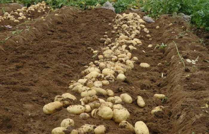 Секреты безопасного хранения картофеля: что нужно знать?