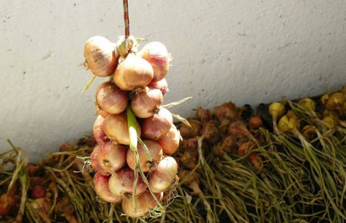 Православная церковь России 20 сентября 2025 года отмечает Луков день