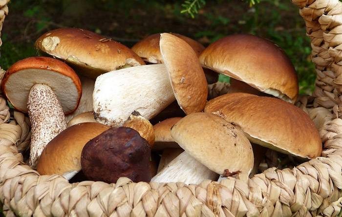 Исследователи обнаружили в грибах источник долголетия
