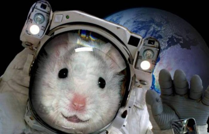Масштабный эксперимент: стало известно, зачем российские мыши и мухи отправятся в космос
