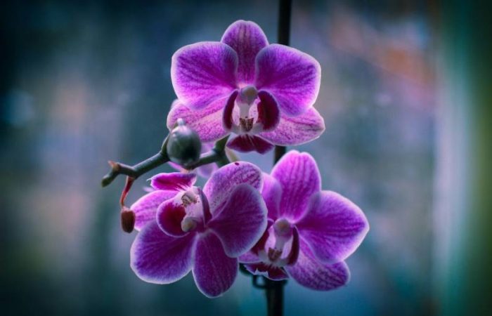Секреты успешного удобрения орхидей: советы опытных цветоводов для богатого цветения