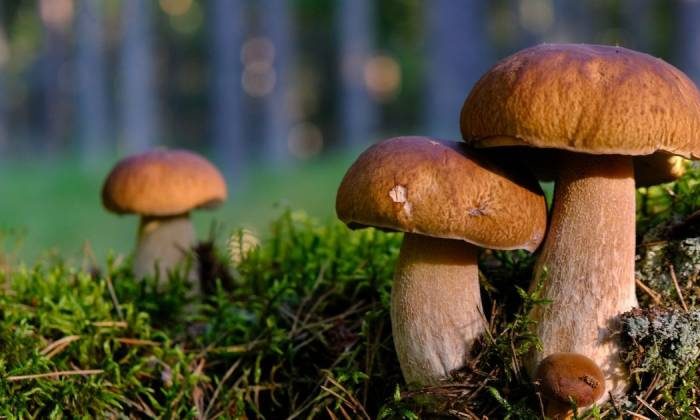 Исследователи из Португалии заявили о противораковых свойствах в белых грибах и шампиньонах