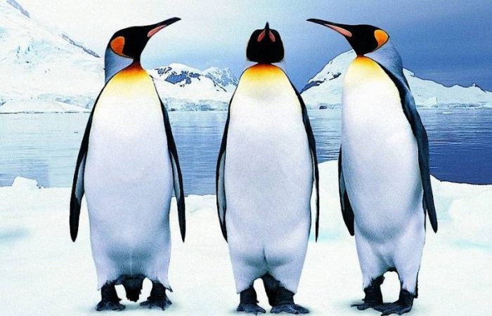 Тревожные новости: в Антарктиде животные погибают от загадочного вируса H5N1