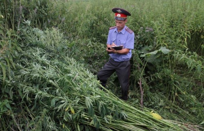 Опасные растения: что выращивать в России запрещено законом?