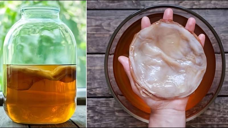 чайный гриб