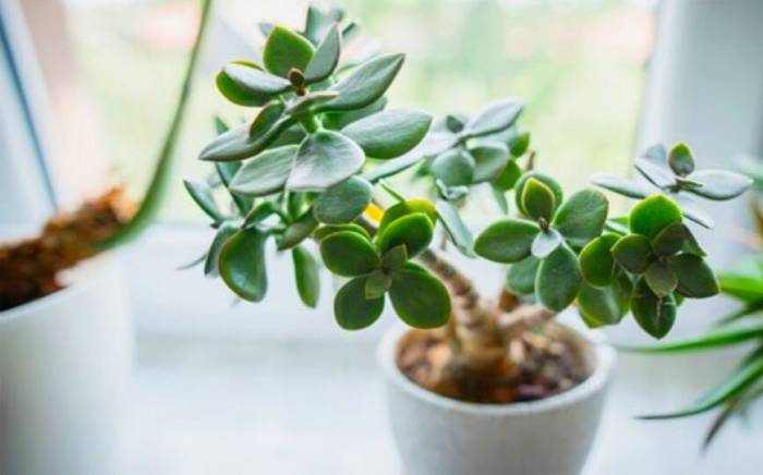 Где поставить денежное дерево, чтобы оно «работало» на вас?