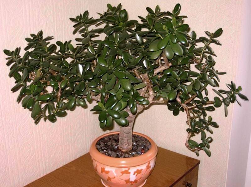 денежное дерево