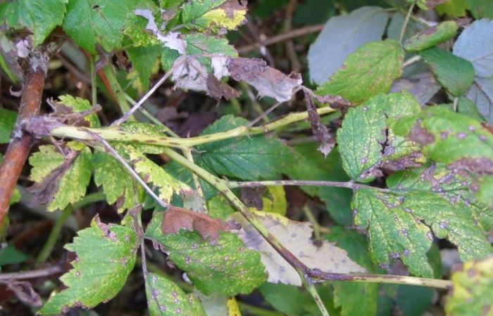 Антракноз это не фитофтор! Болезнь, которая не щадит ни сад, ни огород, ни газон