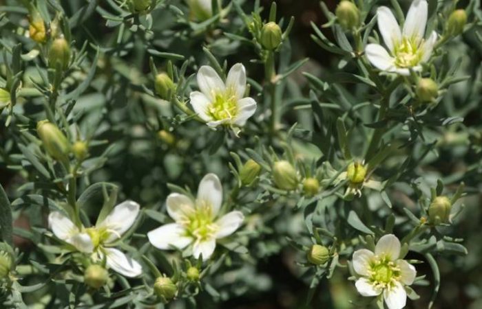 За цветочек уголовка! Россиянам напомнили про ответственность за выращивание могильника