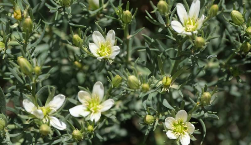 Россиянам напомнили про работающую уголовную ответственность за выращивание могильника: какое наказание может быть