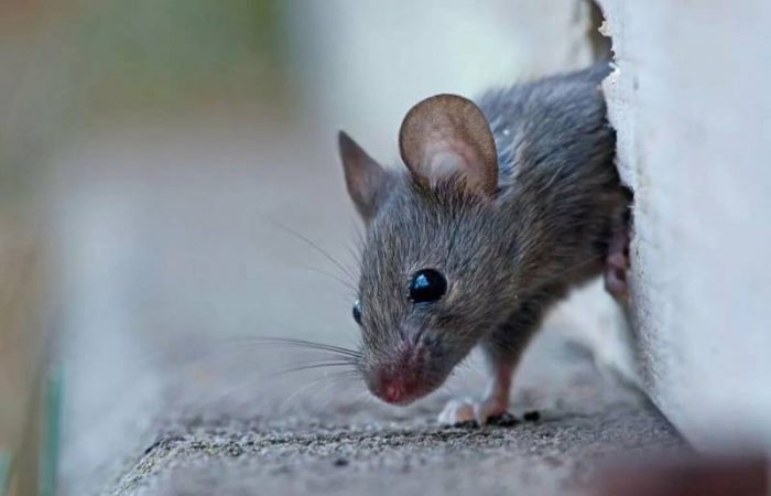 Исследование: Мыши омолодились благодаря псилоцибину, но что насчет людей?