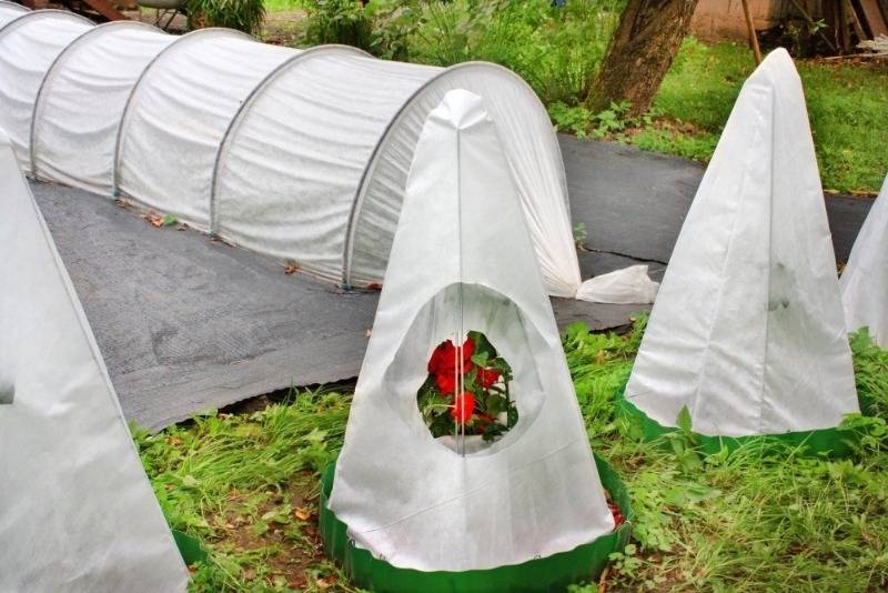 Эффективное укрытие роз: 20 минут для зимней безопасности