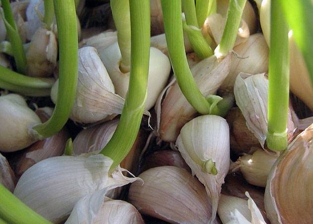 Сажаем заново: что важно предпринять, если чеснок взошёл раньше времени