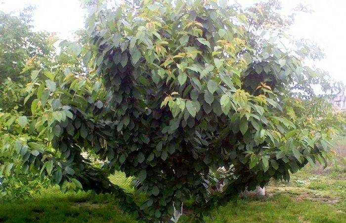 Как подготовить вишневый сад к зиме: шаги для успешного урожая весной