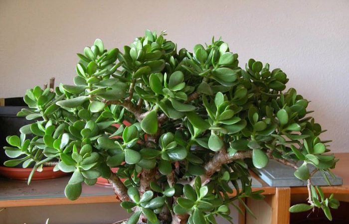 Садоводы предупреждают: как не допустить гибели денежного дерева