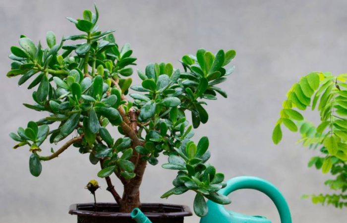 Удачные растения для вашего дома: что посадить в 2026 году?