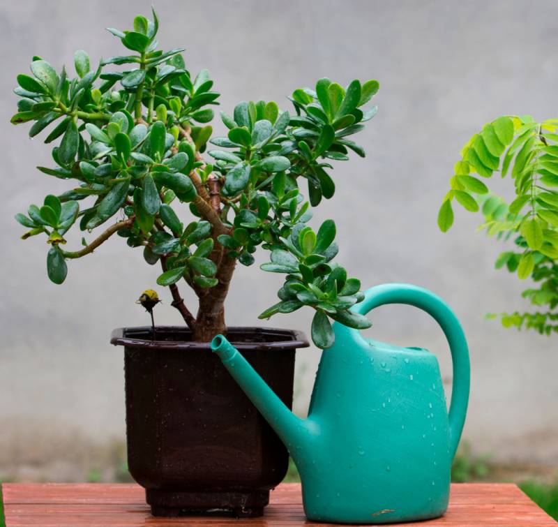 денежное дерево