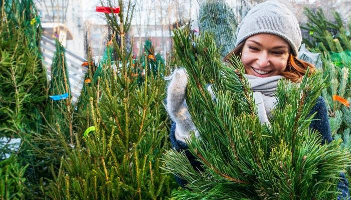 Выброс ёлки в контейнер: риски и штрафы для граждан