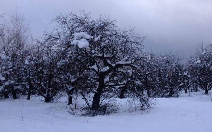 Деревья зимой: когда и как правильно поливать в холодный период?