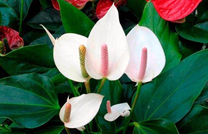 Энергетика спатифиллума: как цветок меняет настроение в доме