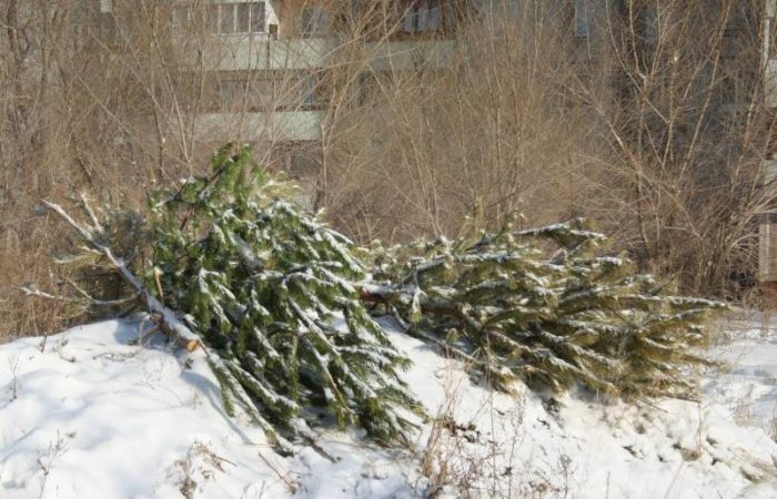 Умные фермеры не выбрасывают елку: 3 способа ее переработки в удобрение