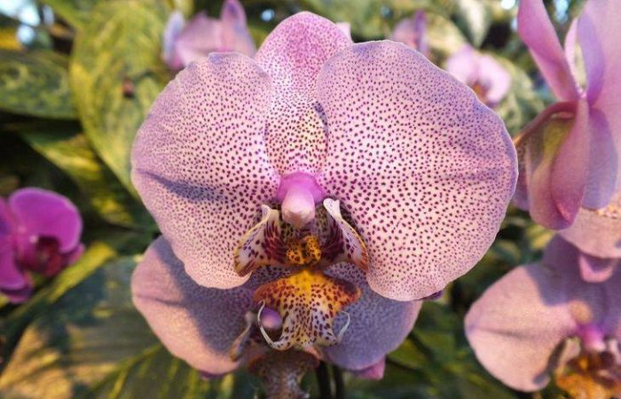 Орхидея в беде: эффективные методы восстановления цветка