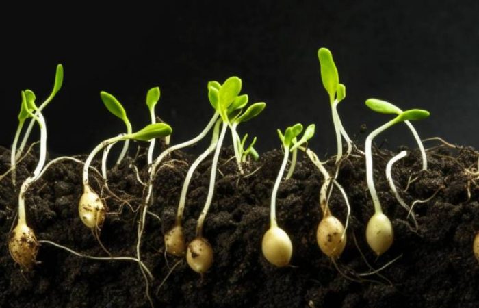 Замачивание семян: 20 проверенных техник для вашего сада